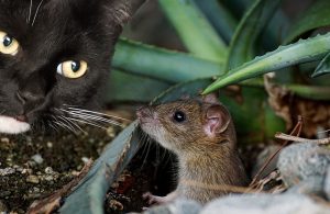 cat and mouse