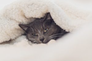 cat safe
