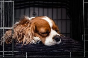 pet crate