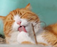 pets safe around pest control