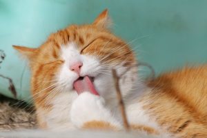 pets safe around pest control