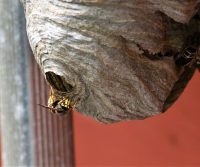 large nest