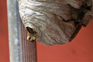 large nest