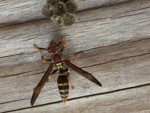 leave a wasps nest