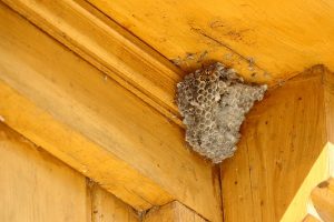 nest building