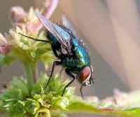 repel flies