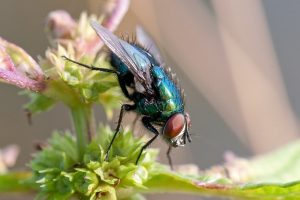 repel flies