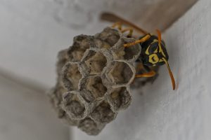 small nest