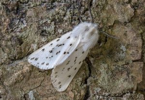 clothes moths