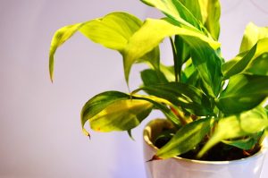 indoor plant