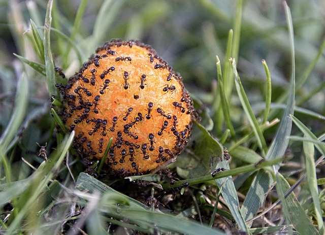 ant food