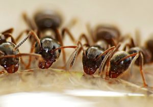 ants drinking