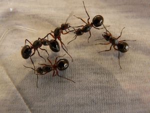 ants pheromones
