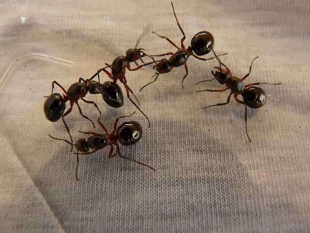 ants pheromones