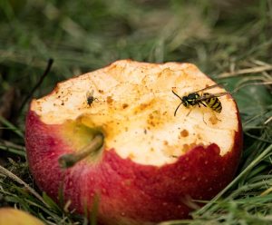 wasp fruit