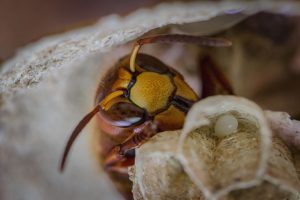 wasp nest