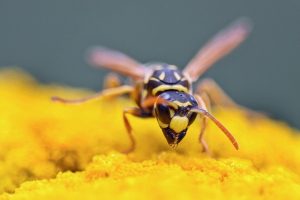 wasps become aggressive