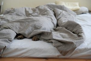 bed bug facts