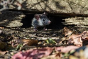 mice squeeze