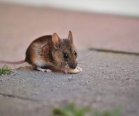 mouse squeezes through hole