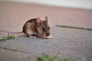 mouse squeezes through hole