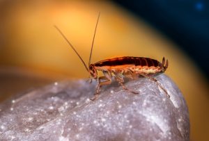 cockroach antenna
