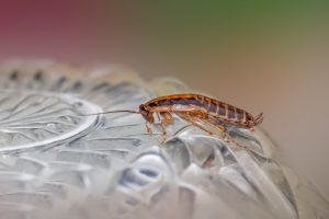cockroach glass