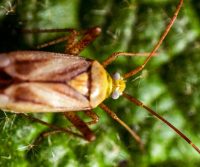 cockroaches have wings