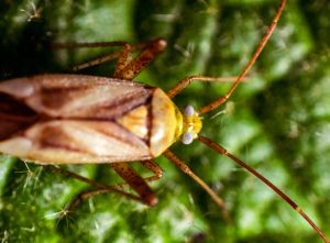 cockroaches have wings