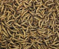 kill maggots
