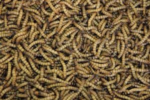 kill maggots