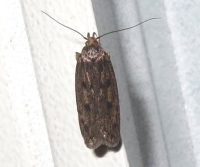 clothimg moth