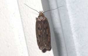 clothimg moth