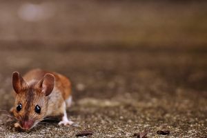 mouse in hertfordshire house