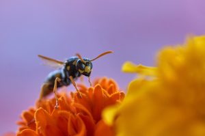 insect on flower