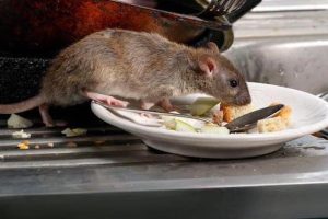 rat in hertfordshire kitchen