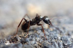 ant in hertfordshire home