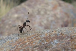 ant in hertfordshire