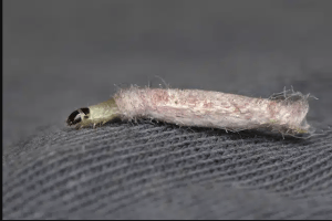 moth larvae