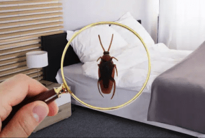 a cockroach lurking