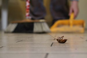 Cleaning up a cockroach