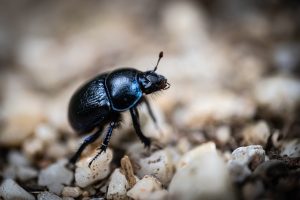 indoor beetle in hertfordshire home