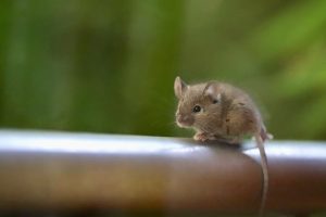 rodent on pipe