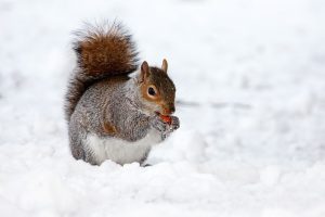winter pests like squirrels
