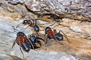 ants cause structural damage
