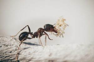 carpenter ant