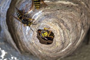 wasp nest in hertfordshire home
