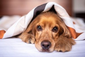 pest control made safe for dogs in hertfordshire