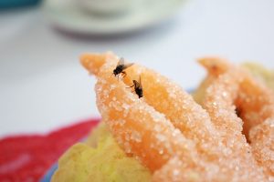 flies on food