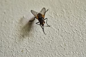 fly in herts kitchen